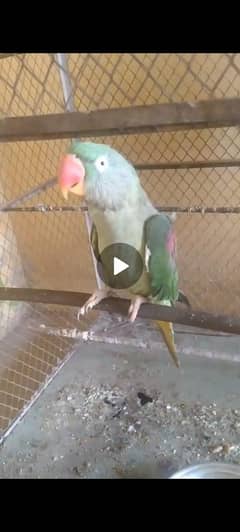 24000 pahri totta