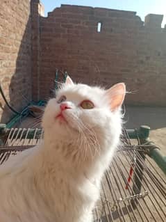 Persian Kitten  . punch face triple coated. pair . Age one year for breed