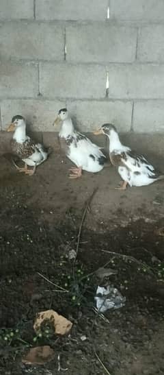 ducks