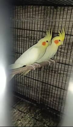Cocktail Pair = Cream Cocktail breeder pair less hojy gee price