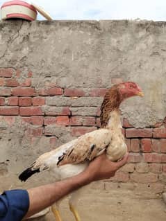 shamo,