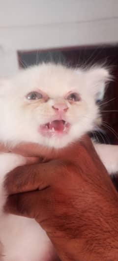 Persian