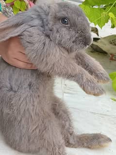 English Angora|Grey German Lop Rabbits|Premium Breed|Best for Breeding