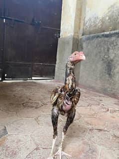 sale for aseel chick 3month