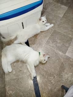 Persian Cats Breeding Pair