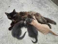 cat and kittens