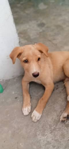 Labrador Puppies