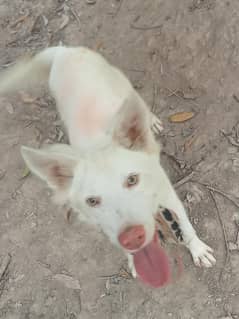 pista dog