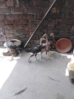 ایک