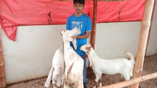 Bakri/ Goat