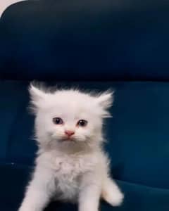 Kitten