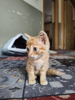 kitten for adoption