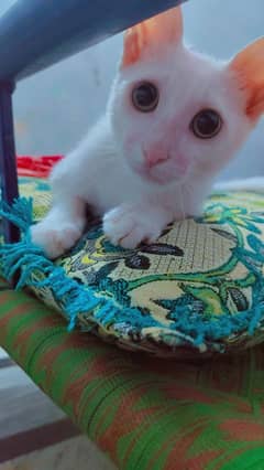 beautiful cat