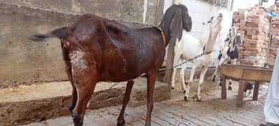 Desi Goats