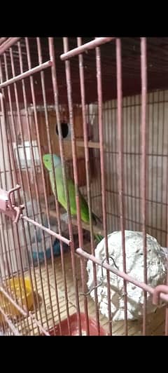 Ringneck