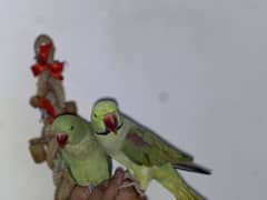 Raw parrot pair