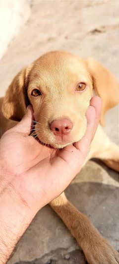 labrador