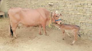 cow with wacha