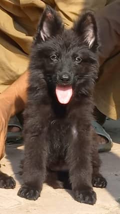 Triple coat highclass German shepherd female