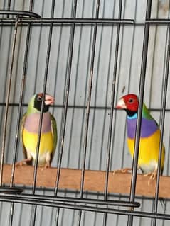 gouldian