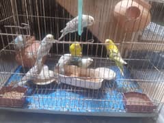 budgies