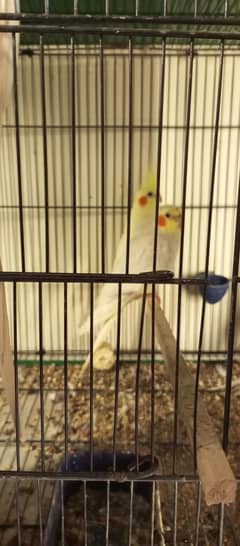 COCKATIEL PARROTS URGENT SALE