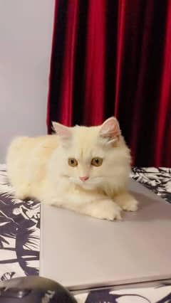 Persian