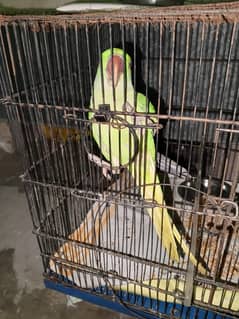 raw parrot for sale