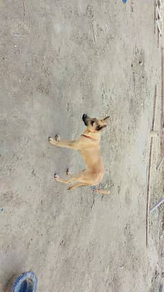 Belgian shepherd