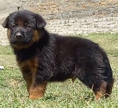 German Shepherd puppies for sale