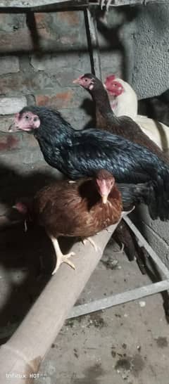 aseel and pure Desi murgiyan available