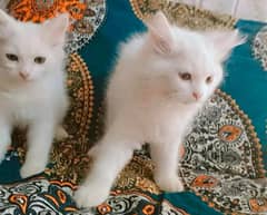 Kitten  Male or Female