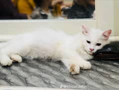 persian