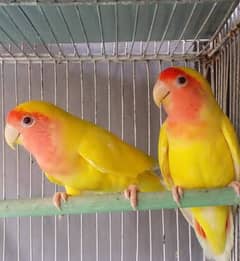Lutino Home Breed