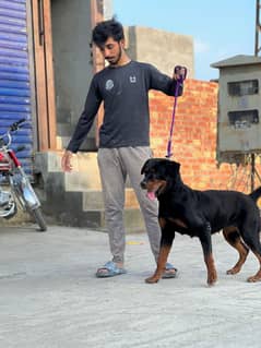 03078968628 whatsap