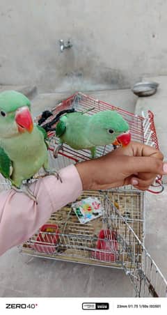 parrots