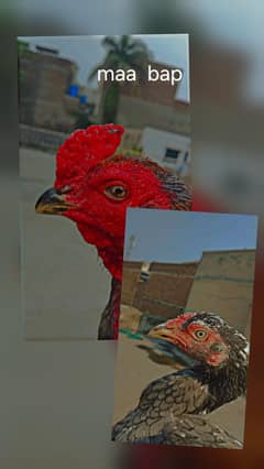 burmi X  pakistani    chicks