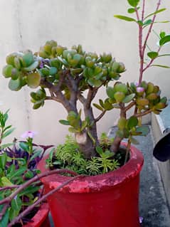 Jade