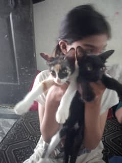 beautifull kiten pair