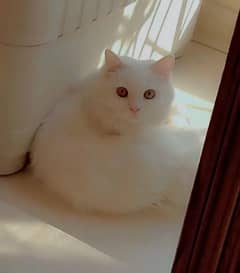 Persian