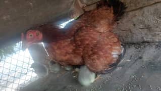 murgi with 10 chicks for sale