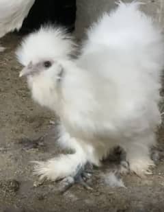 White Silkie Chicks available