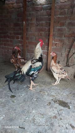 Aseel Rooster and hens for sale healthy and Active