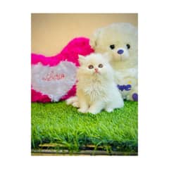 Persian hamalian british punch face piki face cat's
