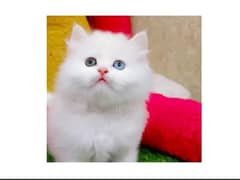 Persian