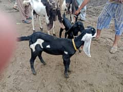 path bakri goat 03144557870