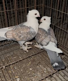 Sentinent pigeon