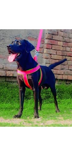 Labrador dog for sale / black Labrador puppy