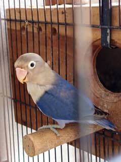 lovebirds