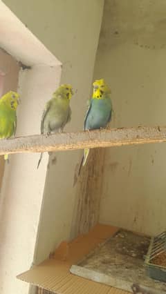 Hogoromo birds looking for new home